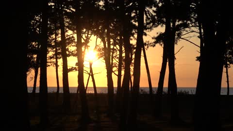 the sunset red through the pine trees 7