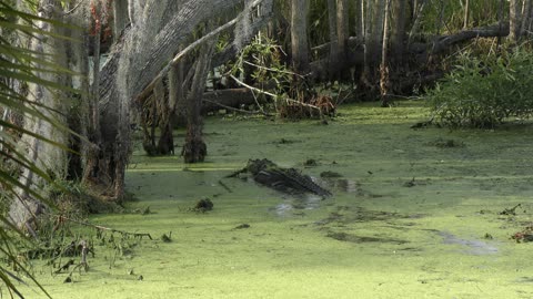 large alligator chasing a smaller one