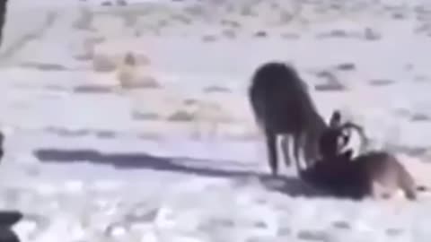 Park ranger breaks apart locked antlers of 2 bucks with a perfect shot