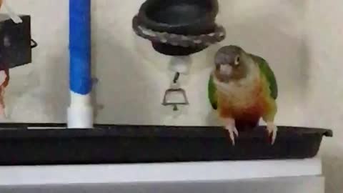 green cheek playing with his bell
