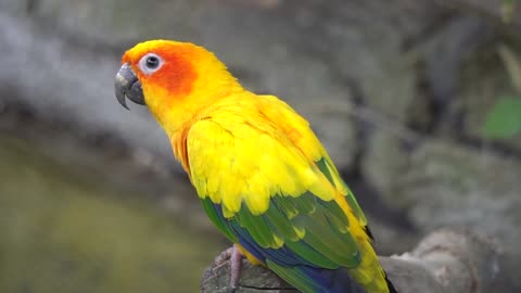 Cute and Yellow Parrot