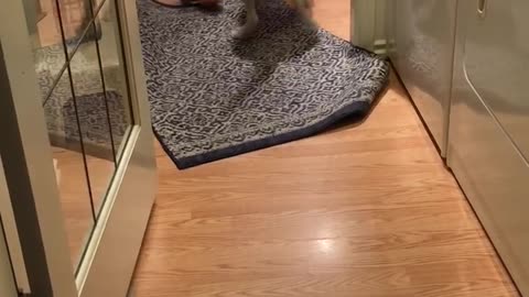 Dog is scared of walking on slippery floor
