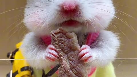 Cute rabbit baby