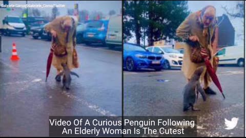 Video Of A Curious Penguin Following An Elderly Woman Is The Cutest.