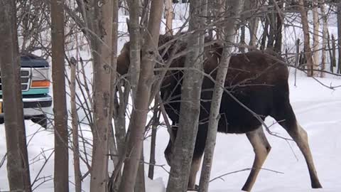 Moose coming up the drive!