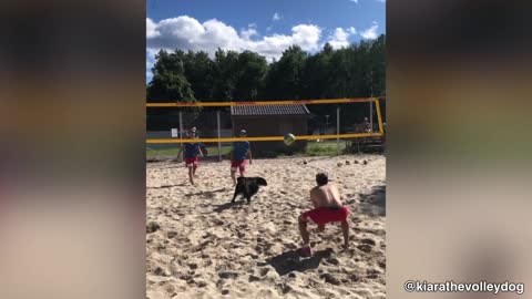 This Dog Can Play Volleyball