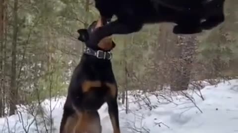 Rottweiler the only service dog certified to teach Black Panthers to be Panthers