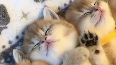 VERY CUTE AND Adorable CAT