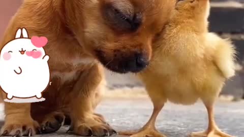 puppy is chick