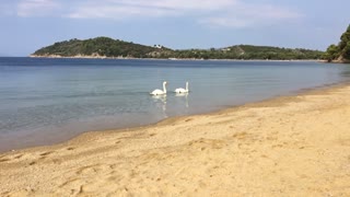 Skiathos Island " Swans."