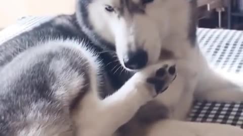 Confused Husky | Funny Pet