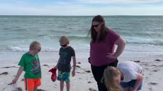 Turtle on Anclote Key