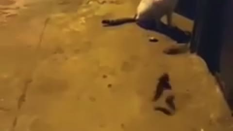 rats playing capoeira Brazil