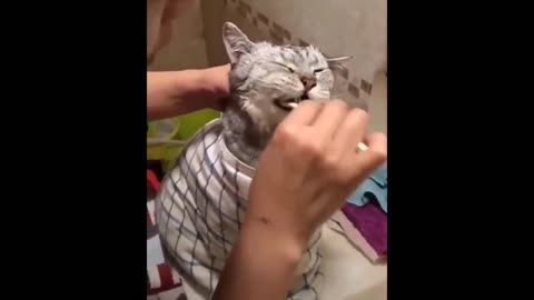 Funny cat, clean with toothbrush