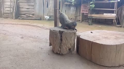 Funny Playful Monkey