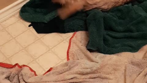 Wet Noodle Ferrets Drying Off After Bath