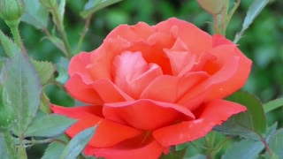Beautiful rose flower | Rose flower