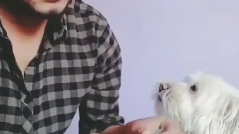 Dog helps owner to count cash