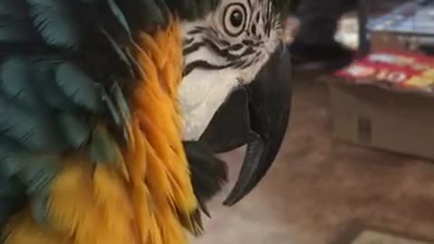 Macaw tells screeching parrots to "shut up"