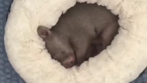 Wombat trying to get comfy