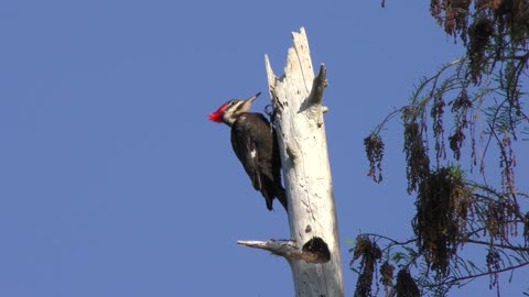 Pileated Woodpecker on a dried tree in Florida Wetlands