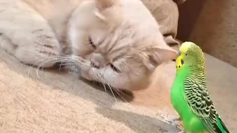 Sleeping cat totally ignores pesky parrot
