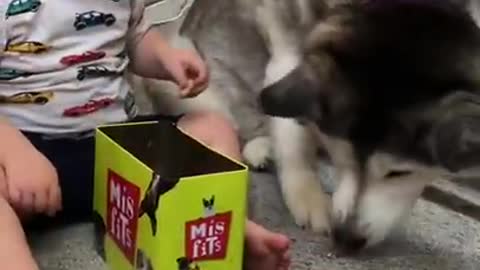 The Full 4 Year Story Of My Husky & Baby Becoming Best Friends!! [WITH MUSIC!]