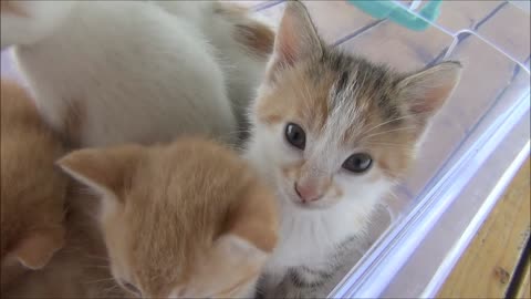 Kittens_meowing__too_much_cuteness__-_All_talking_at_the_same_time!