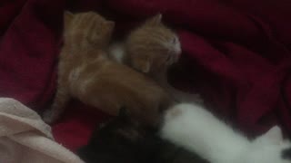 Small Kittens, 18 Days Old Squealing For Mom