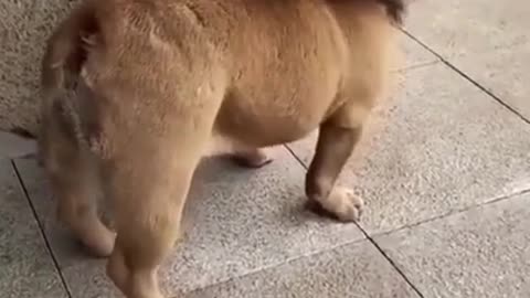 Adorable dog funny video