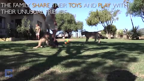 Cheetah and baby friendship