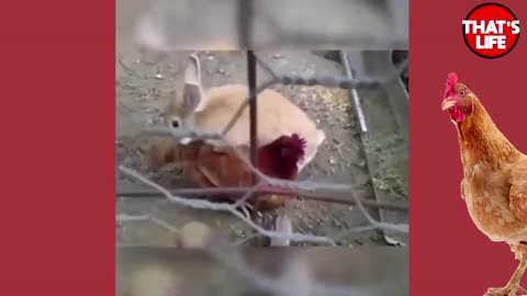Best Funny & Cute Animal Pet Compilation Best Adorable