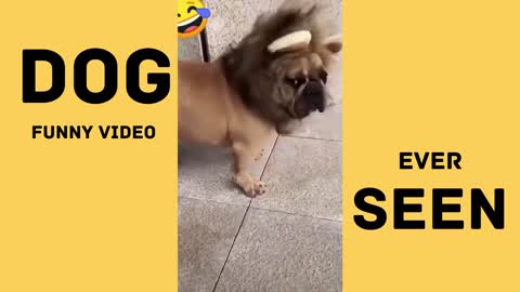 Funny dog video|😂😂 shortvideo