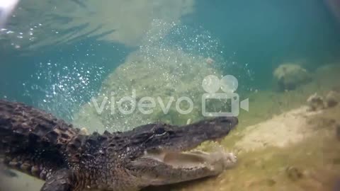 An alligator thrashes underwater and catches a fish