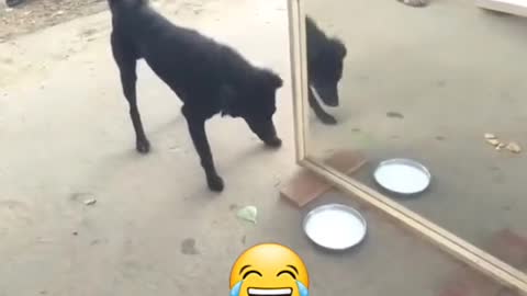 Funny dog scary from mirror