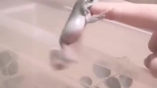 Frog Wants That Finger