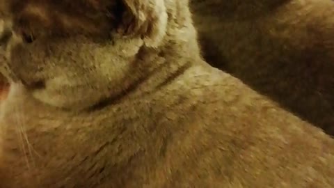 Cat licks the owner's head
