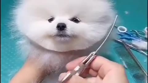 Cute Dog Haircut Short VIDEO 🐕🐕 #trending