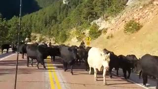 Cows Corralled down Road