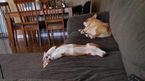 Lazy Sunday corgi style update