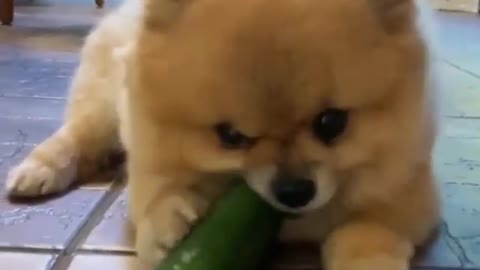 Cute Dog So Happy Eating Cucumber.