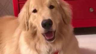 Brown dog next to red drawer