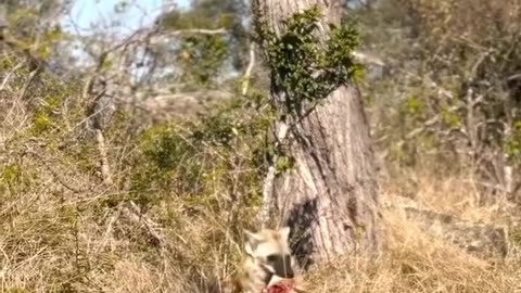 A goat was captured by leopards but taken away by someone else