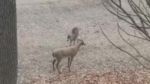deer is frightened by the other see