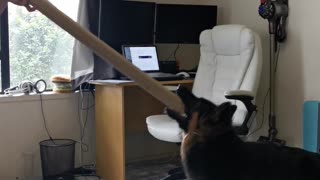 A crazy puppy loses her mind over a simple cardboard tube