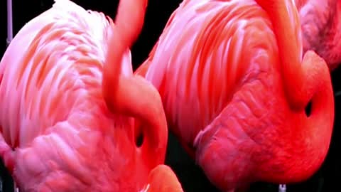 Flamingos rest and feed, animals, wildlife, nature, flamingos, feeding,(animals), birds #shorts