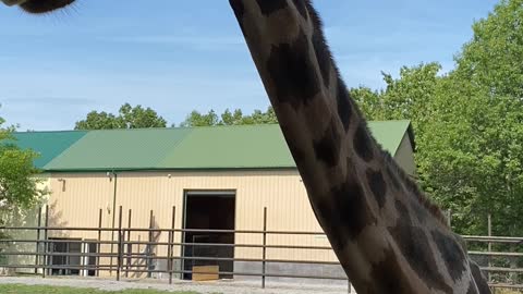 Upclose and personal with a giraffe