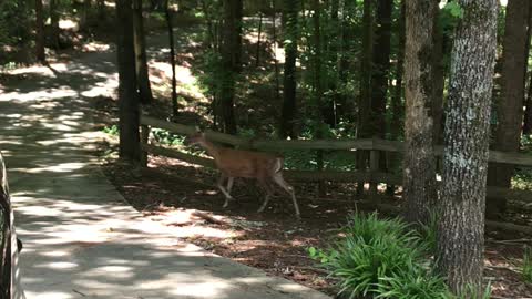 Deer Nurses Fawns Right by Driveway