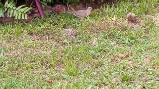 MOURNING DOVES FEEDING AGROUND