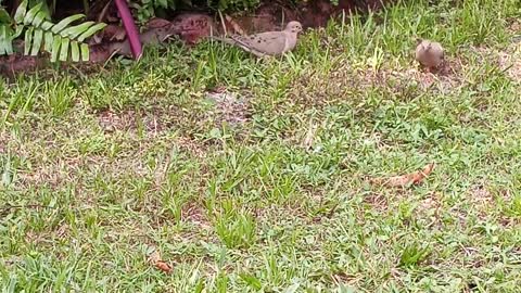 MOURNING DOVES FEEDING AGROUND